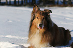lying Collie