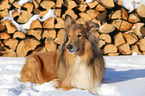 lying Collie