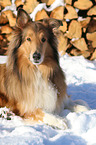 lying Collie