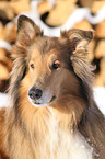 Collie Portrait