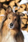 Collie Portrait