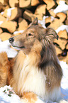 lying Collie