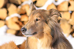 Collie Portrait