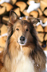 Collie Portrait