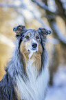 Collie in the winter