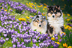 Collie Puppies
