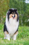 standing Collie