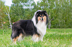standing Collie
