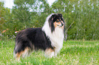 standing Collie