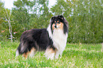 standing Collie
