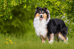 standing Collie