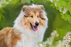 Collie Portrait