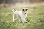 Collie Puppy