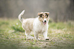 Collie Puppy