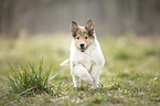 Collie Puppy
