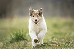 Collie Puppy