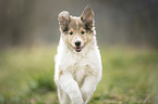 Collie Puppy