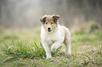 Collie Puppy