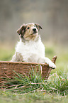 Collie Puppy