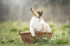 Collie Puppy