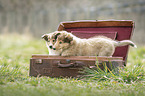 2 Collie Puppies