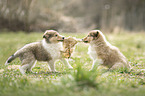 2 Collie Puppies