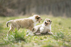 2 Collie Puppies