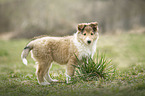 Collie Puppy