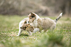 2 Collie Puppies