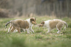 Collie Puppies