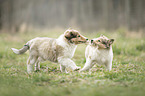 2 Collie Puppies