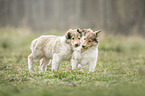 2 Collie Puppies
