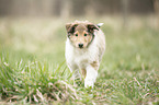 Collie Puppy