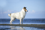 Collie