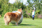 Collie