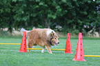 running Collie