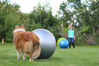 Collie