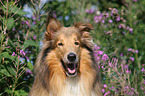 Collie Portrait