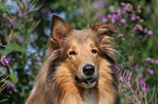 Collie Portrait