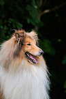 male Collie
