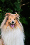 male Collie
