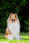 male Collie