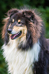 male Collie