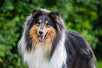 Collie Portrait