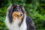 Collie Portrait