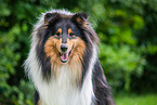 Collie Portrait