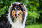 Collie Portrait