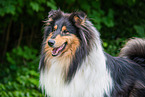 Collie Portrait