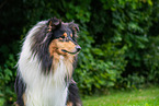 Collie Portrait