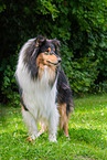 Collie